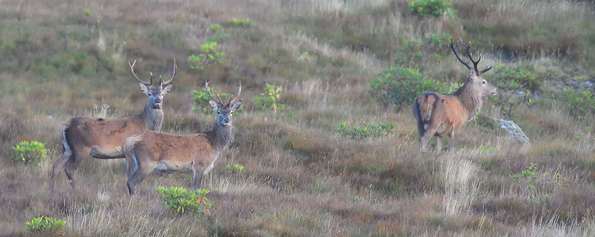 Male Red Deer
