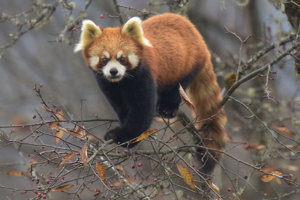 Red Panda (Ailurus fulgens)