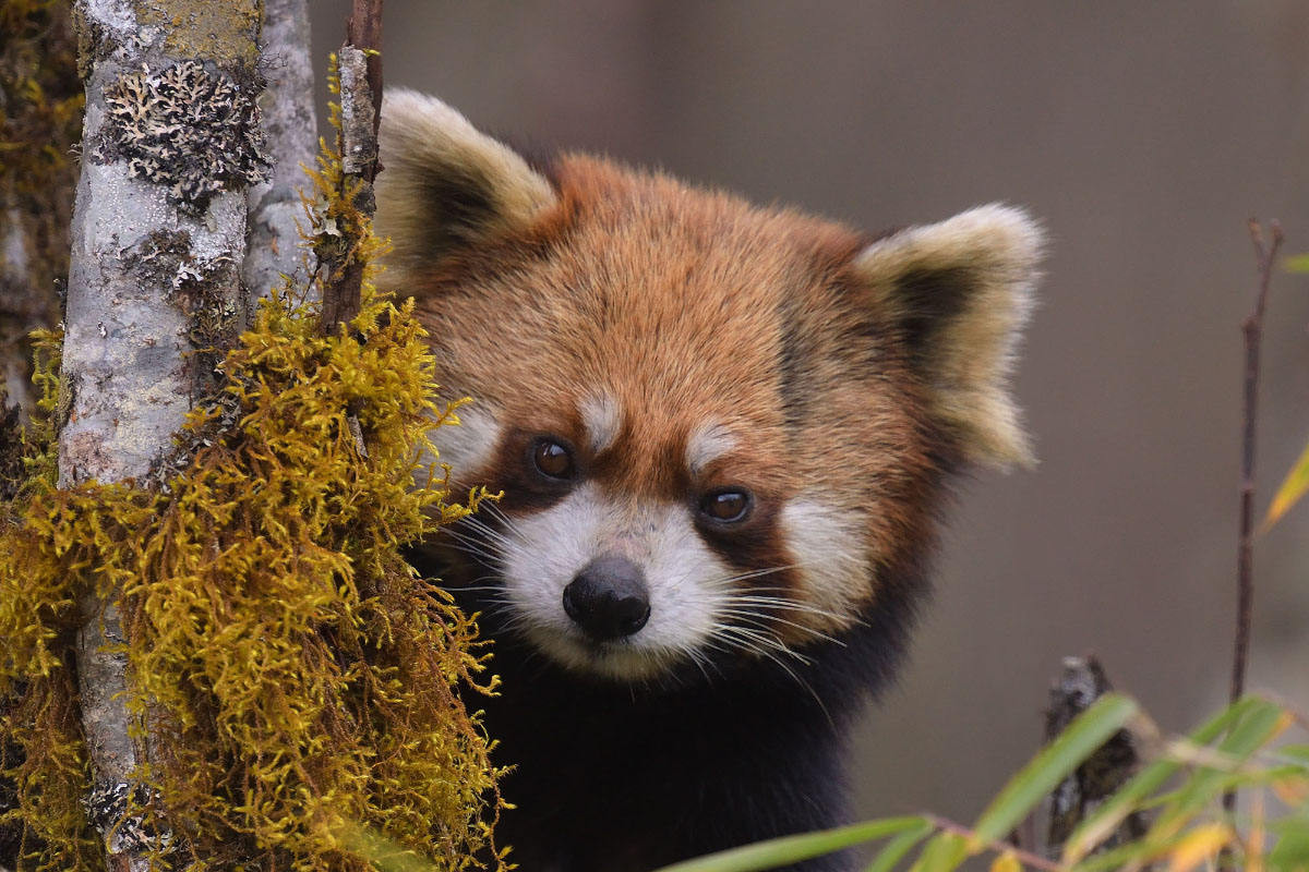 Close-up of a Red Pandas (Ailurus fulgens)