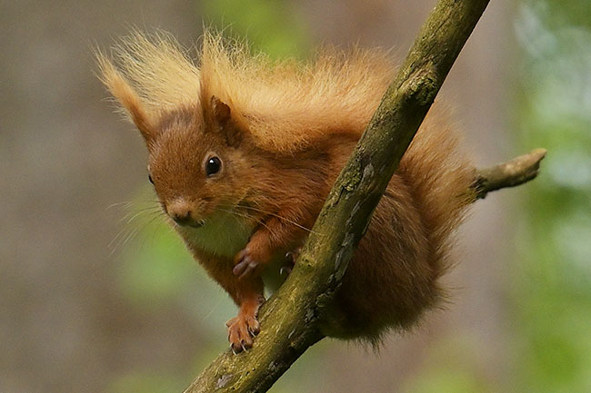 Red Squirrel (Sciurus vulgaris) in Llyn Parc Mawr Community Woodland