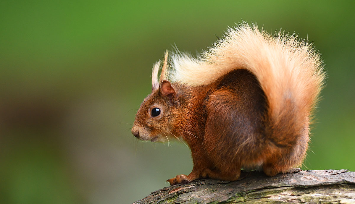 Red Squirrel (Sciurus vulgaris) in Scotland