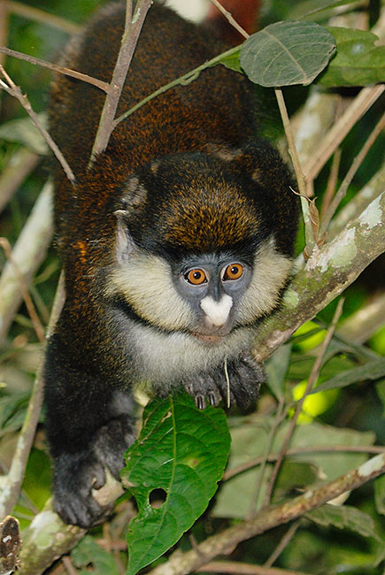 Red-tailed Monkey (Cercopithecus ascanius) in Bwindi Impenetrable Forest