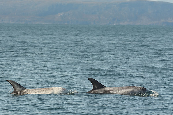 Risso's Dolphins (Grampus griseus) in Scotland