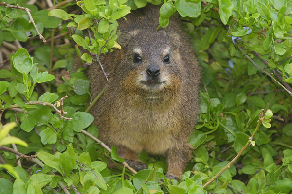 Rock Hyrax (Procavia capensis) in South Africa