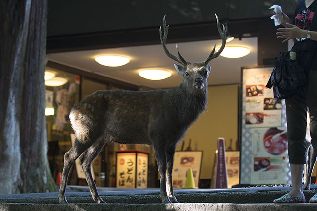 Adult Male Sika Deer buck (Cervus nippon) in Nara, Japan