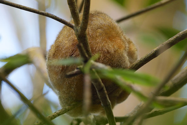 Silky Anteater (Cyclopes didactylus) sleeping in the mangroves
