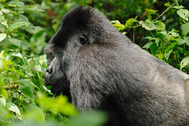 Silverback Mountain Gorilla walking in Bwindi Impenetrable Forest