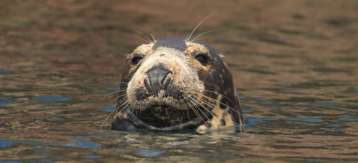 Grey Seal (Halichoerus grypus) in Wales