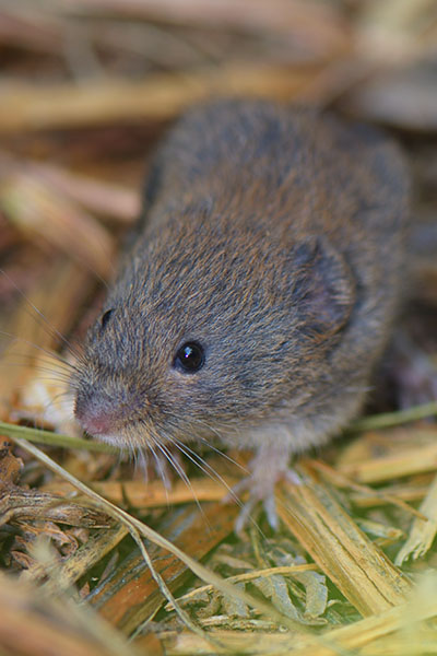Skomer Vole (Myodes glareolus skomerensis) on Skomer Island