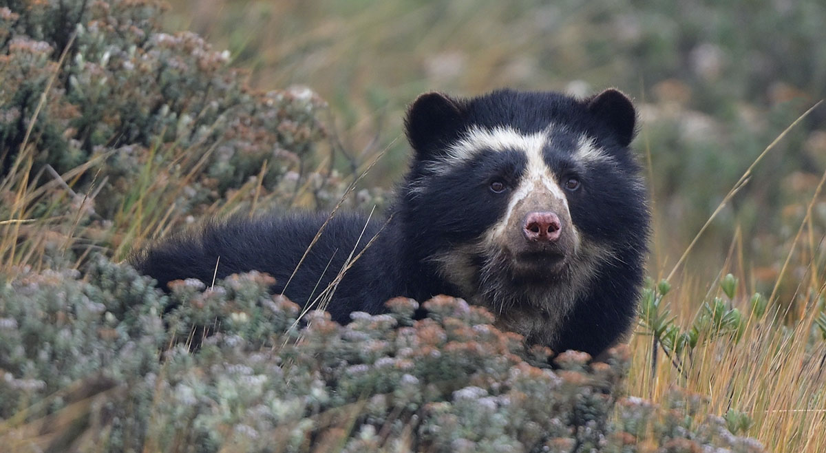 Spectacled Bear (Tremarctos ornatus) in Cayambe Coca National Park 