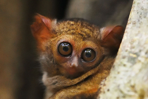 Spectral Tarsier (Tarsius spectrum) in Tangkoko National Park, Sulawesi