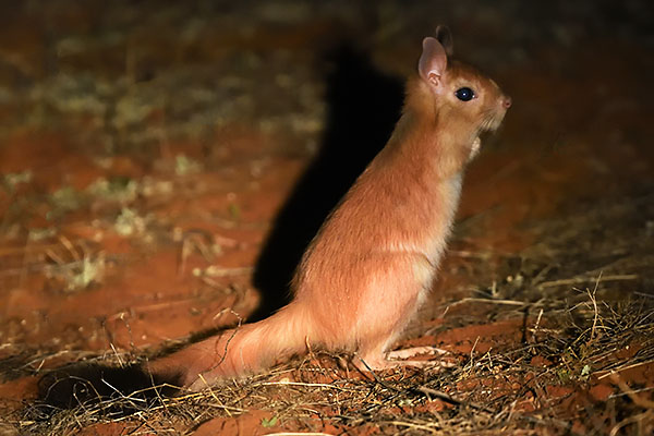 Spring Hare (Pedetes capensis) in Marrick Game Farm