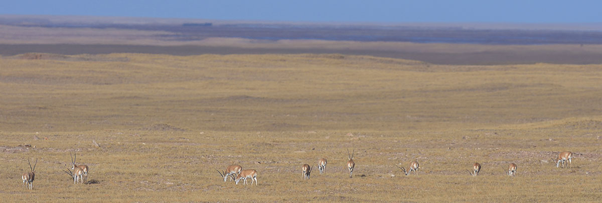 Tibetan Antelope (Pantholops hodgsonii) herd