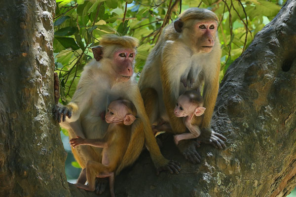 Toque Macaques (Macaca sinica) with babies in Yalla NP