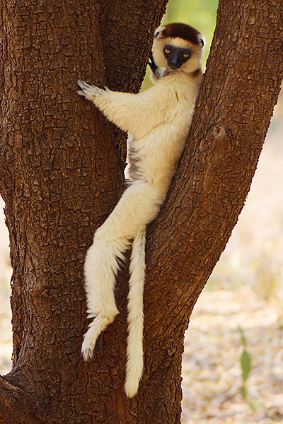 Verreaux's Sifaka (Propithecus verreauxi) at Berenty