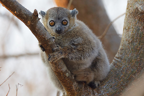 White-footed sportive lemur (Lepilemur leucopus) in Berenty