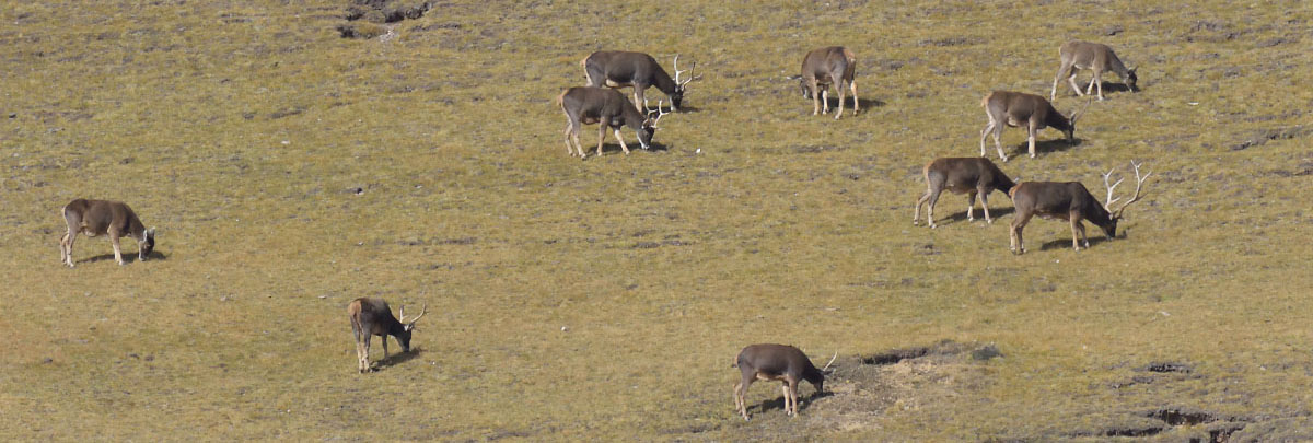Herd of White-lipped Deer (Przwalskium albirostris)