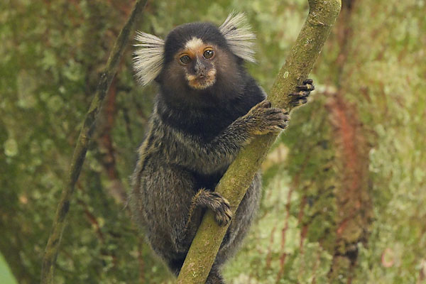 White-tufted Marmoset (Callithrix jacchus) in Rio de Janiero Botanical Gardens