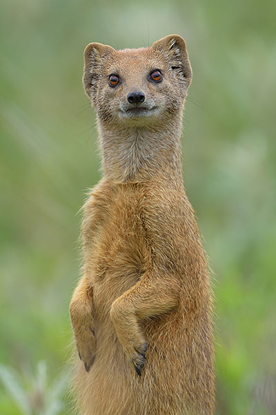 Yellow Mongoose (Cynictis penicillata) standing up