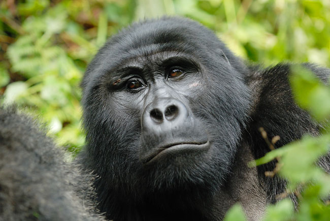 Young male Mountain Gorilla in Bwindi Impenetrable Forest