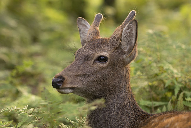 Young Sika Deer buck (Cervus nippon) in Nara Park, Japan