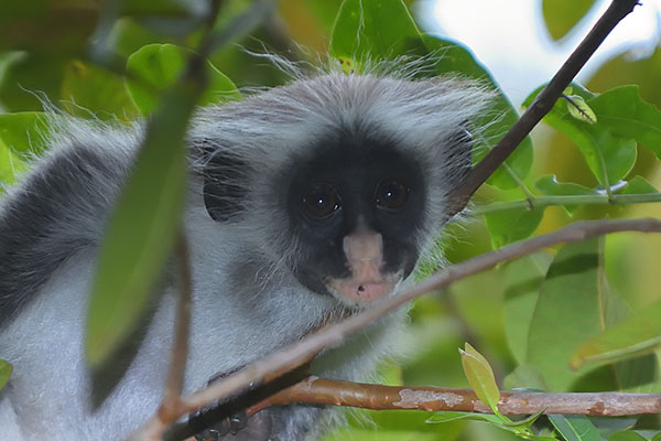 Endangered Zanzibar Red Colobus (Piliocolobus kirkii) on Zanzibar