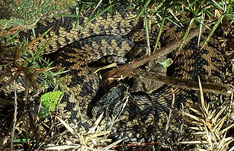 Adder (Vipera berus) basking on a Gower cliff, south Wales