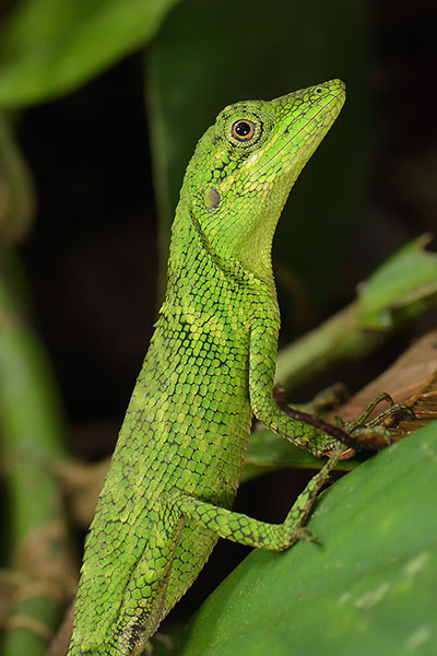 Green Crested Lizard (Bronchocela cristatella) in Gunung Gede National Park