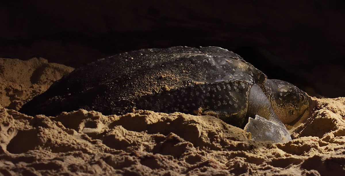 Leatherback Turtle (Dermochelys coriacea) egg-laying on Trinidad