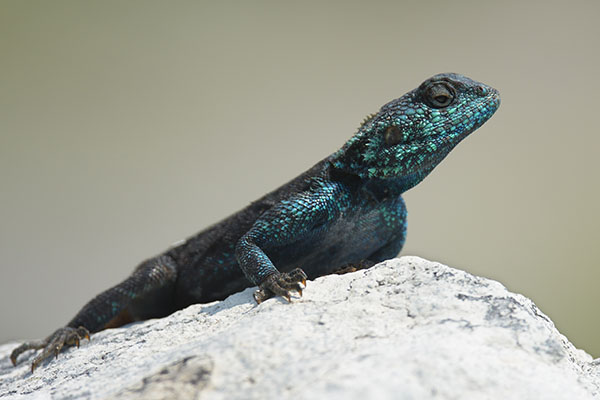 Male Southern Rock Agama (Agama atra) displaying