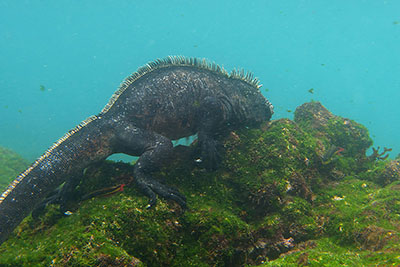 Marine Iguana (Amblyrhynchus cristatus) under water