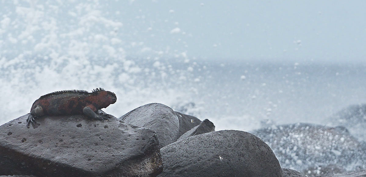 Galapagos Penguin (Spheniscus mendiculus) at Isabella island