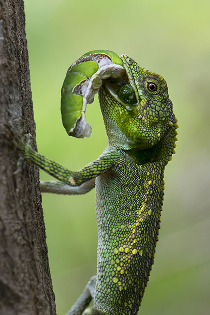 Okinawa Tree Lizard (Japalura polygonata) eating a caterpillar