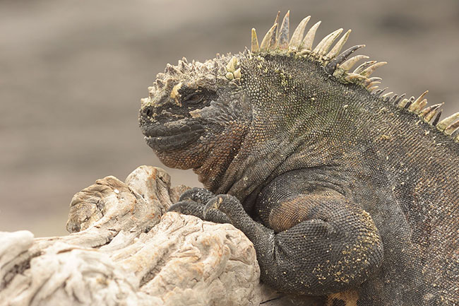 Marine Iguana (Amblyrhynchus cristatus) in the galapagos islands