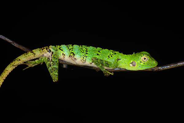 Papua Forest Dragon (Agama sp.) in the forest of Papua
