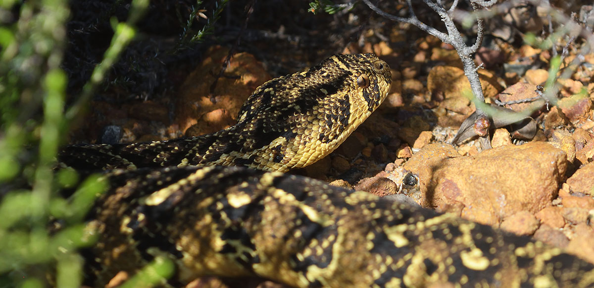 Puff Adder (Bitis arietans) in the Cape of Good Hope