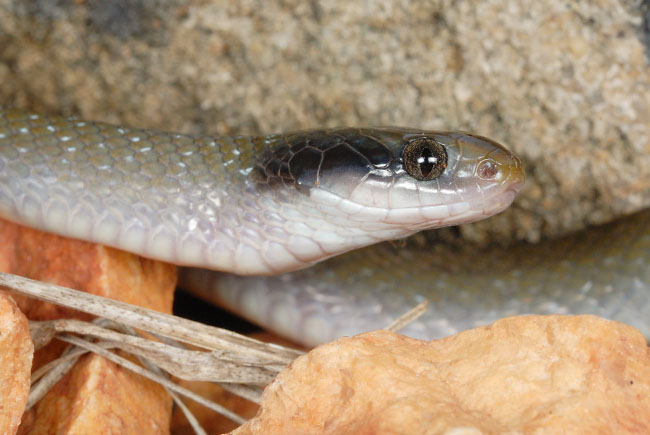 Herald Snake (Crotaphopeltis hotamboeia) after swallowing a gecko in Lake Mburo National Park