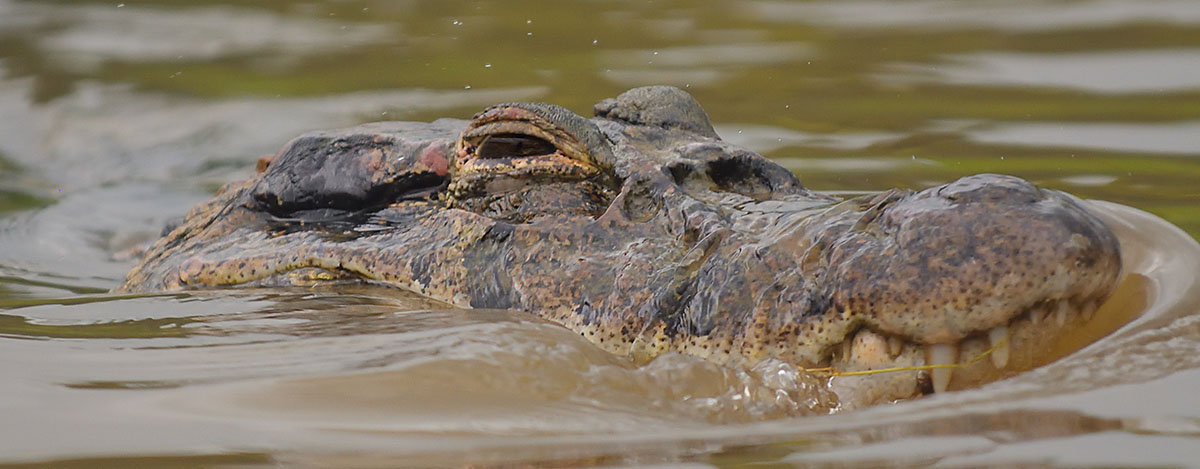 Spectacled Caiman (Caiman crocodilus) in Ecuador