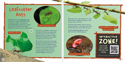 Leafcutter ants thumbnail of Wildlife of the World - Costa Rica by Hugh Lansdown